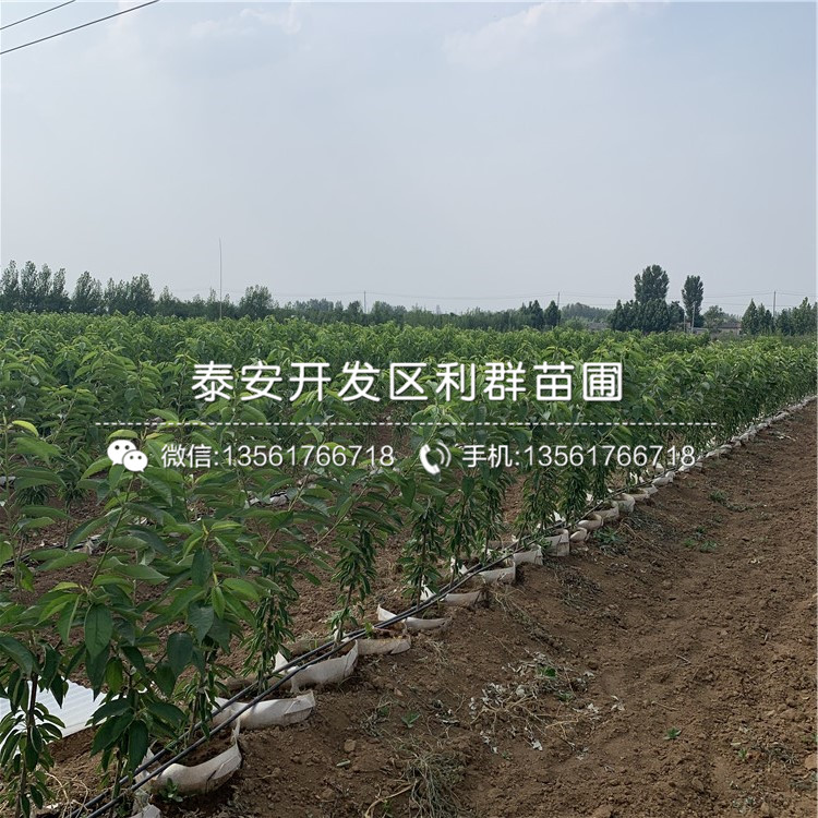 吉塞拉7號、吉塞拉7號批發(fā)基地