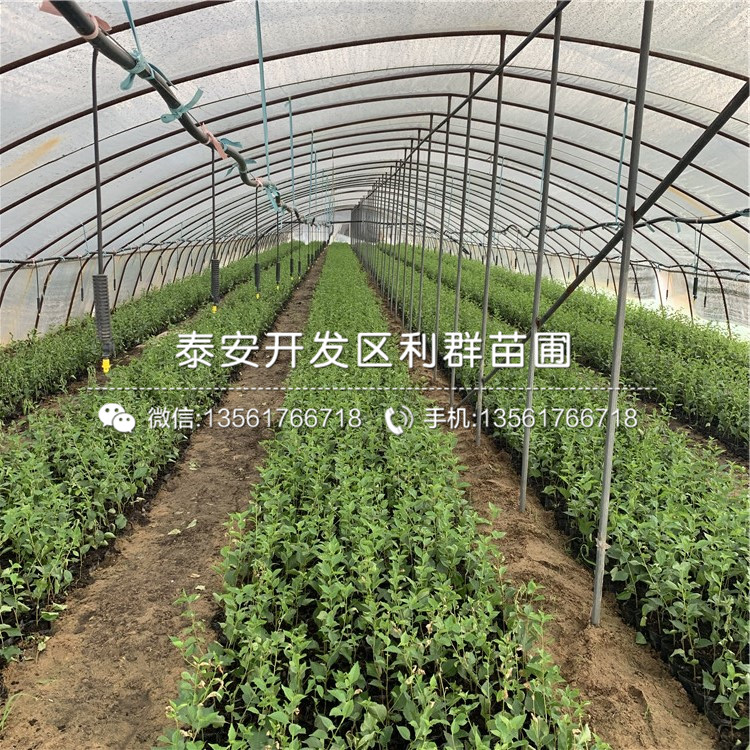吉塞拉12號出售基地、2019年吉塞拉12號價格