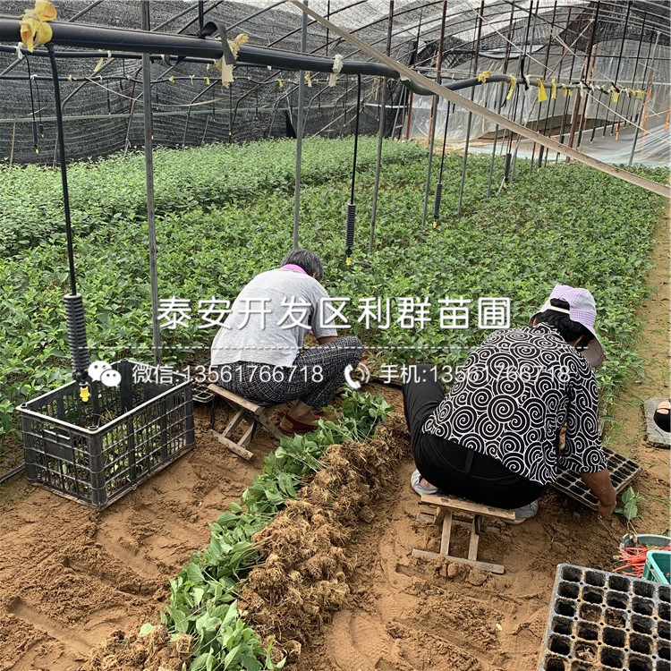 吉塞拉7號出售基地、2019年吉塞拉7號價格