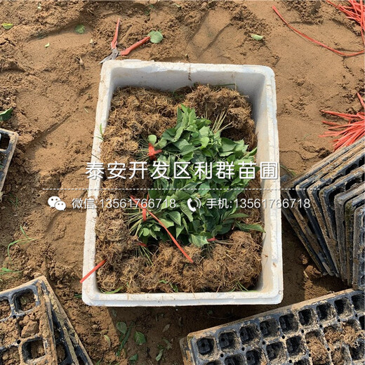 吉塞拉12號批發(fā)價格、2019年吉塞拉12號價格