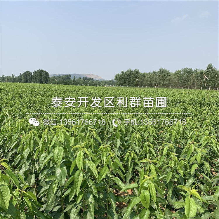 山東吉塞拉12號(hào)、山東吉塞拉12號(hào)批發(fā)基地