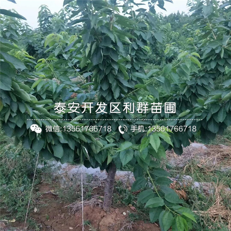 山東吉塞拉7號、吉塞拉7號基地