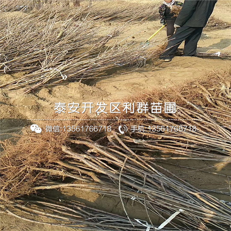 吉塞拉7號(hào)多少錢、吉塞拉7號(hào)多少錢一棵