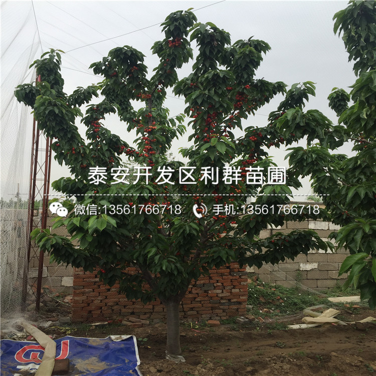 蘭丁2號(hào)、蘭丁2號(hào)多少錢