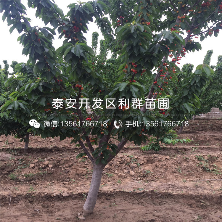 吉塞拉5號(hào)報(bào)價(jià)及價(jià)格