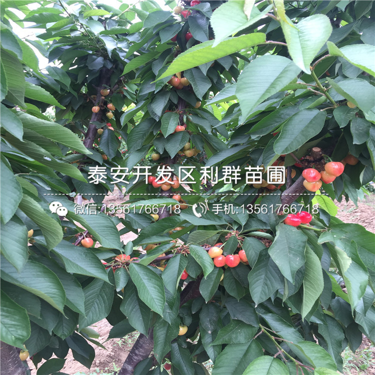 吉塞拉5號(hào)多少錢一棵
