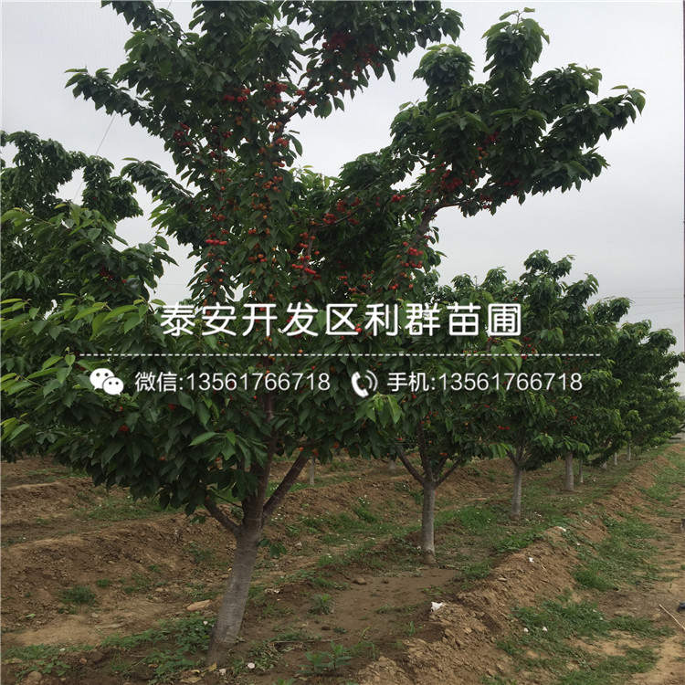 吉塞拉7號批發(fā)、吉塞拉7號基地