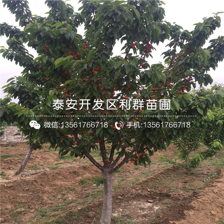 吉塞拉5號(hào)多少錢一棵