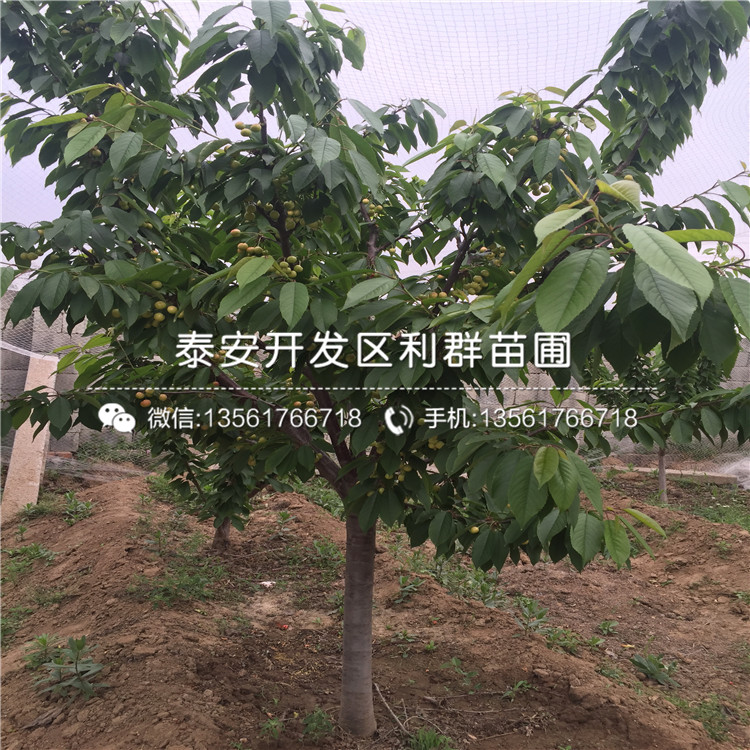 吉塞拉7號(hào)出售基地