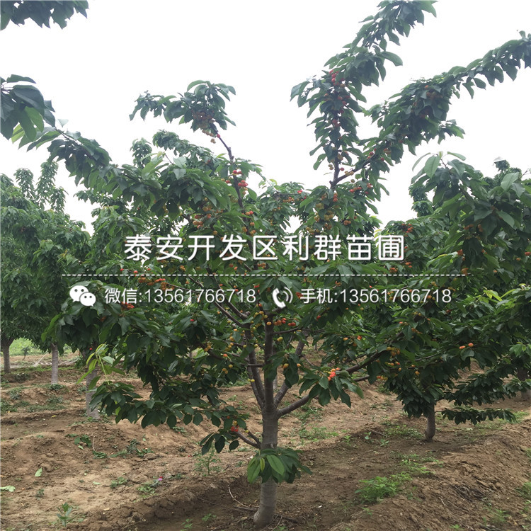 哪里有賣(mài)吉塞拉7號(hào)的、2019年吉塞拉7號(hào)價(jià)格