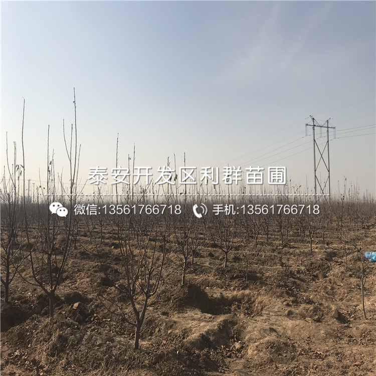 吉塞拉6號品種