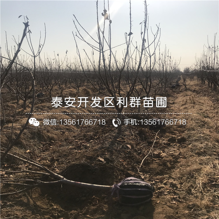 吉塞拉5號、吉塞拉5號品種