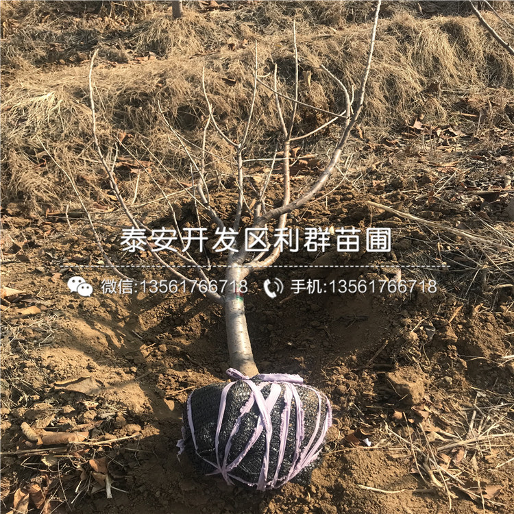 蘭丁2號(hào)、蘭丁2號(hào)多少錢