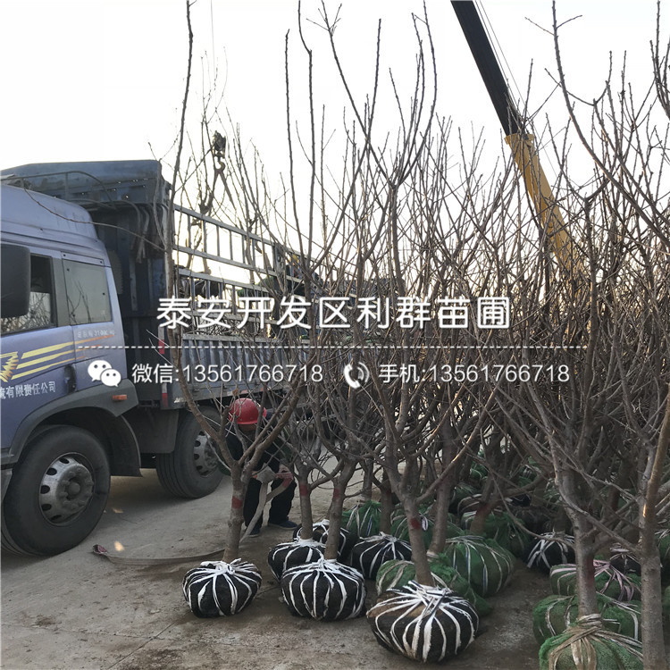 吉塞拉7號(hào)批發(fā)、吉塞拉7號(hào)基地