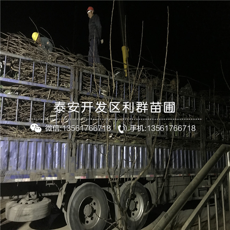 吉塞拉7號出售基地、2019年吉塞拉7號價格