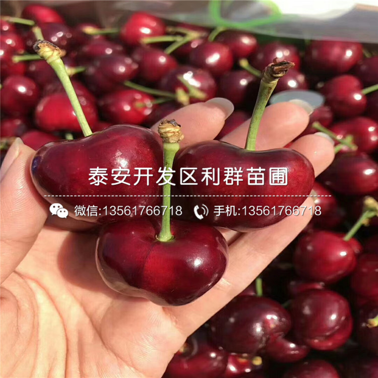 吉塞拉7號(hào)、吉塞拉7號(hào)基地