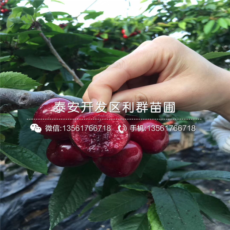 吉塞拉7號品種