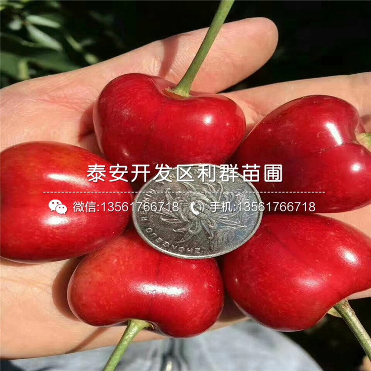吉塞拉6號(hào)出售、吉塞拉6號(hào)基地