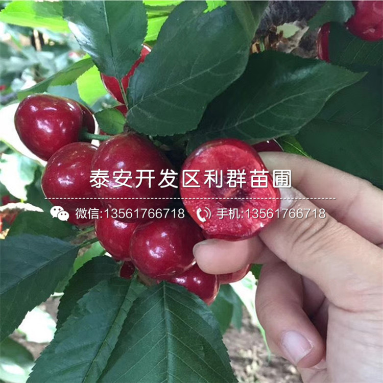 新品種蘭丁2號、蘭丁2號多少錢一棵
