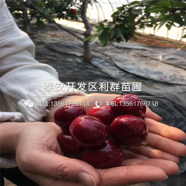 吉塞拉7號出售基地、2019年吉塞拉7號價格