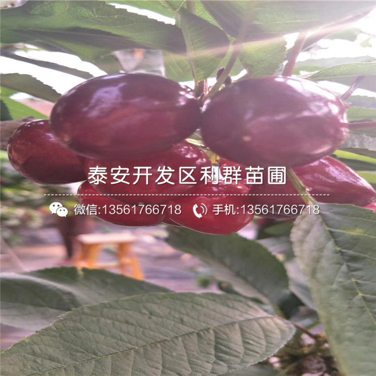 哪里有蘭丁2號、蘭丁2號價(jià)格多少
