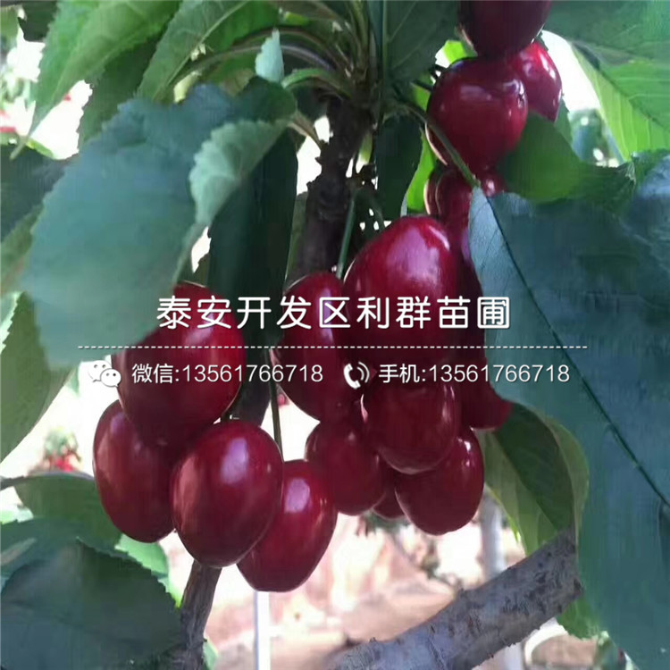 哪里有賣(mài)吉塞拉7號(hào)的、2019年吉塞拉7號(hào)價(jià)格