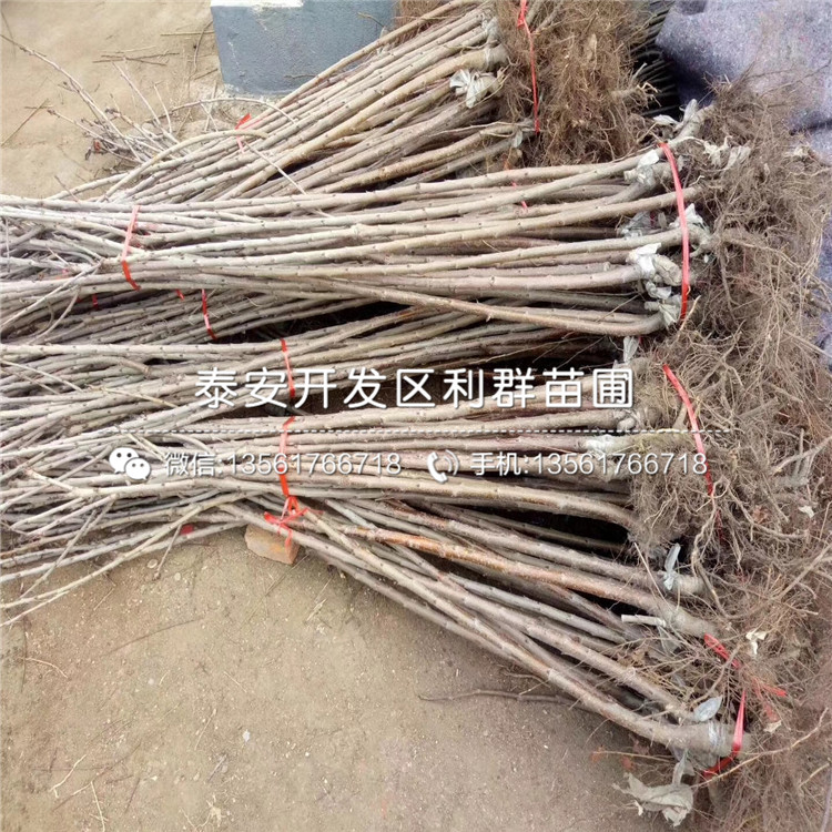 哪里有賣(mài)吉塞拉7號(hào)的、2019年吉塞拉7號(hào)價(jià)格