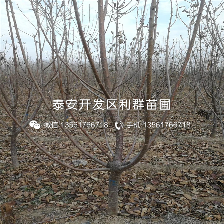 山東吉塞拉5號