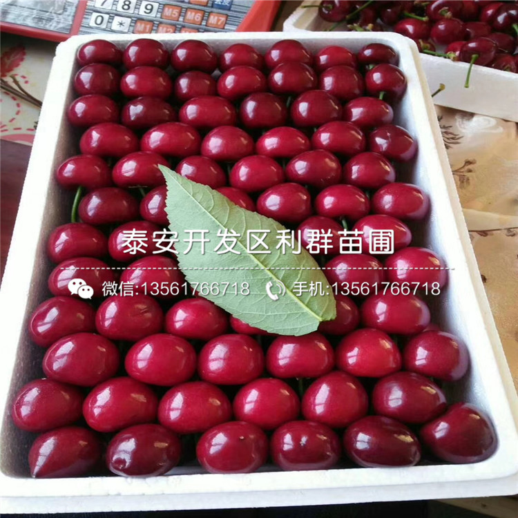 吉塞拉7號(hào)批發(fā)、吉塞拉7號(hào)基地