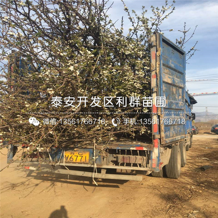 吉塞拉7號、吉塞拉7號批發(fā)基地