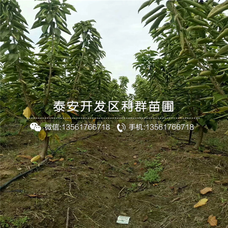 2019年吉塞拉5號價格