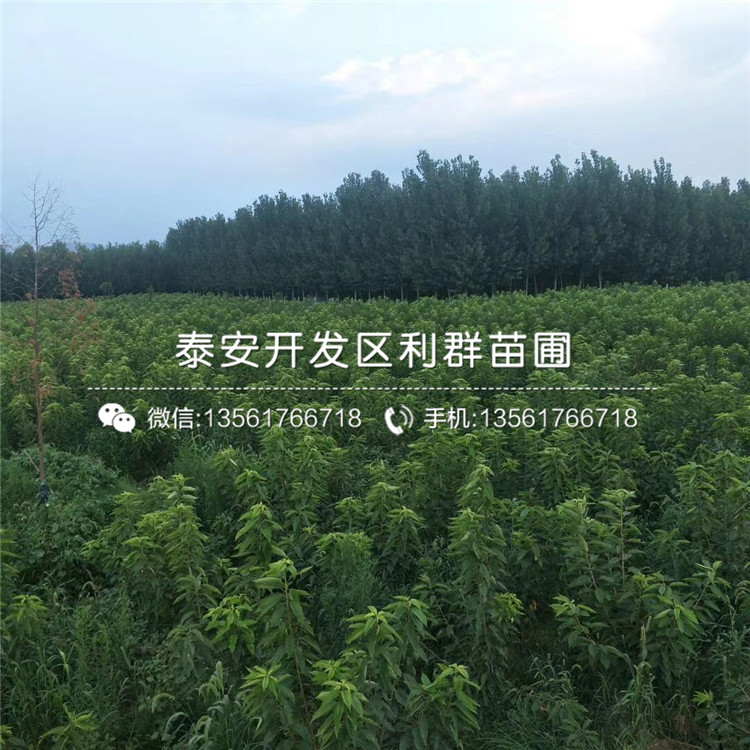 2019年吉塞拉7號價格、吉塞拉7號多少錢一棵
