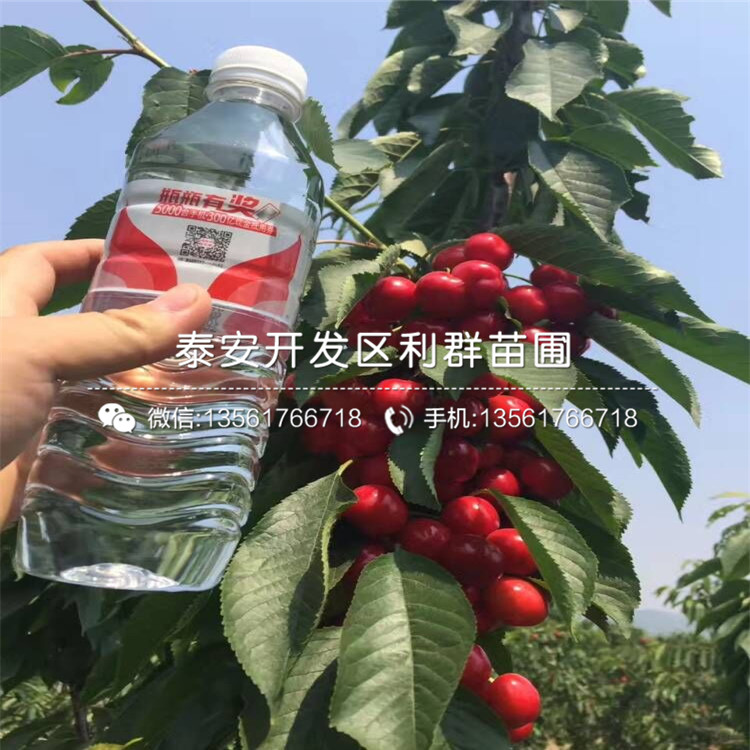 吉塞拉7號品種