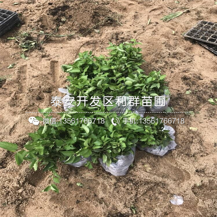 吉塞拉7號、吉塞拉7號批發(fā)基地