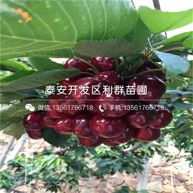 吉塞拉7號品種