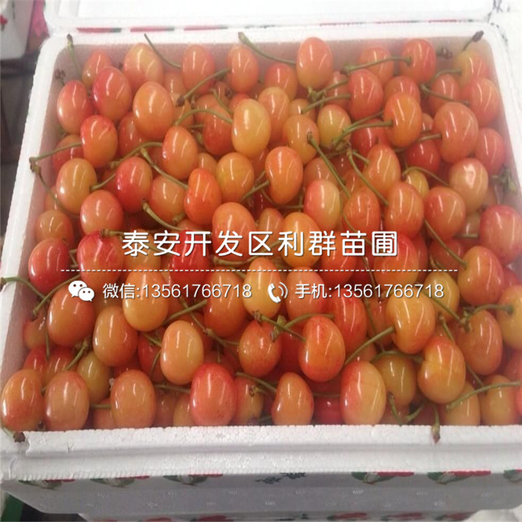 山東蘭丁2號(hào)、山東蘭丁2號(hào)價(jià)格多少