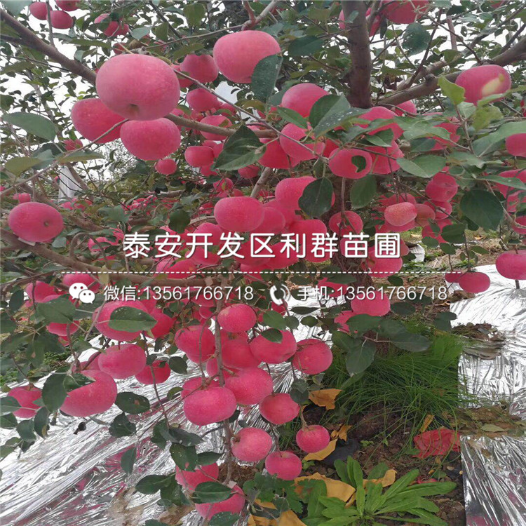 山東眾成3號蘋果苗、山東眾成3號蘋果苗多少錢一棵