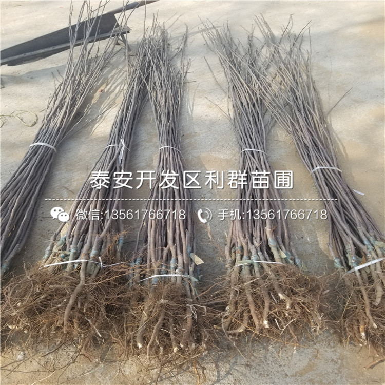 2019年花牛蘋(píng)果苗價(jià)格、花牛蘋(píng)果苗多少錢一棵