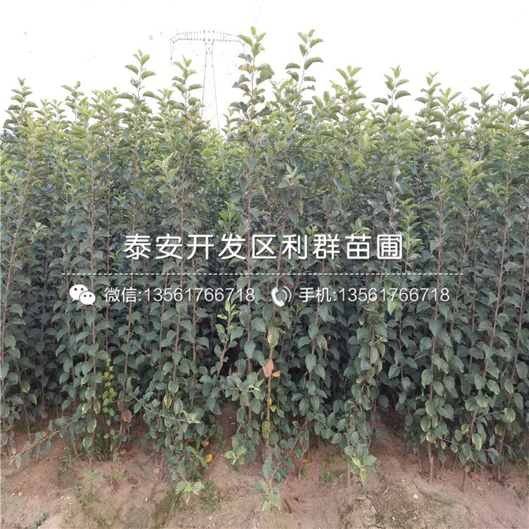 紅露蘋果苗、紅露蘋果苗價格及報(bào)價