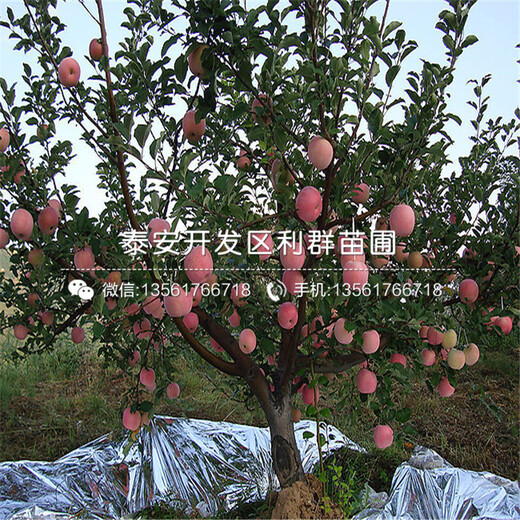 美國紅蛇果苗、美國紅蛇果苗品種