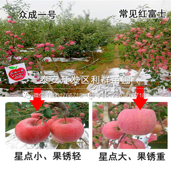 神富六號蘋果苗、神富六號蘋果苗批發(fā)