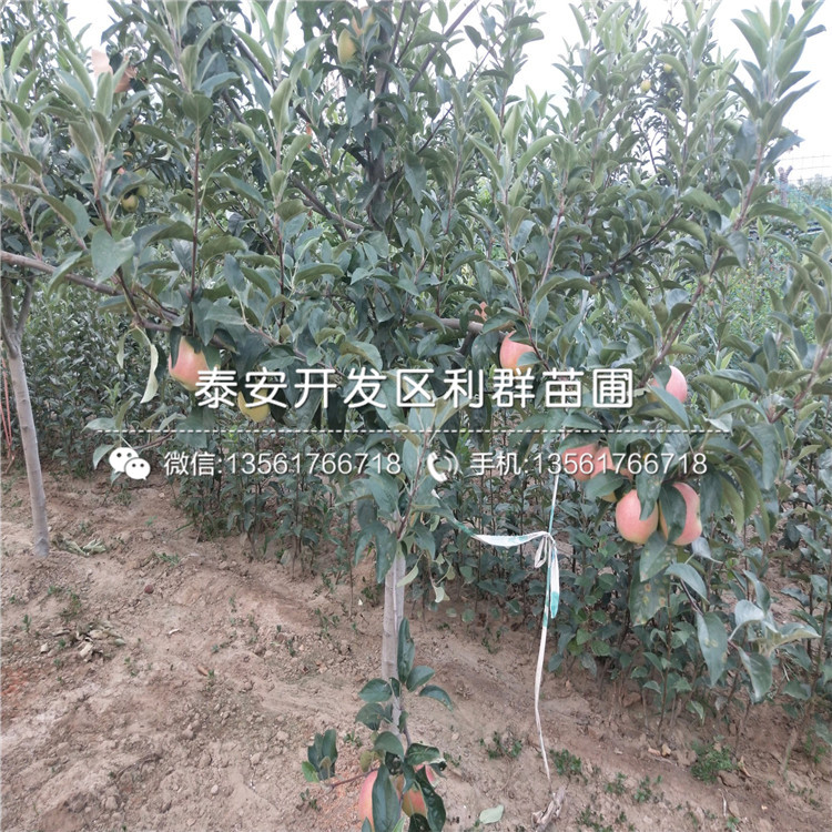 123蘋果樹苗、123蘋果樹苗什么價格
