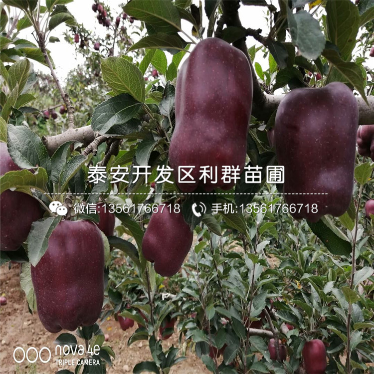 山東雞心果樹苗、山東雞心果樹苗價(jià)格