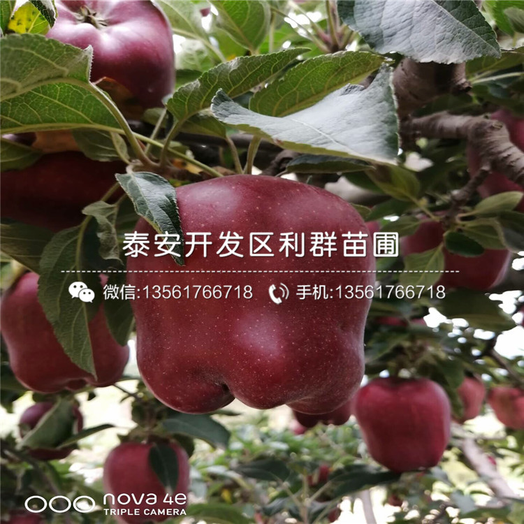 雞心蘋果苗報價、雞心蘋果苗什么價格