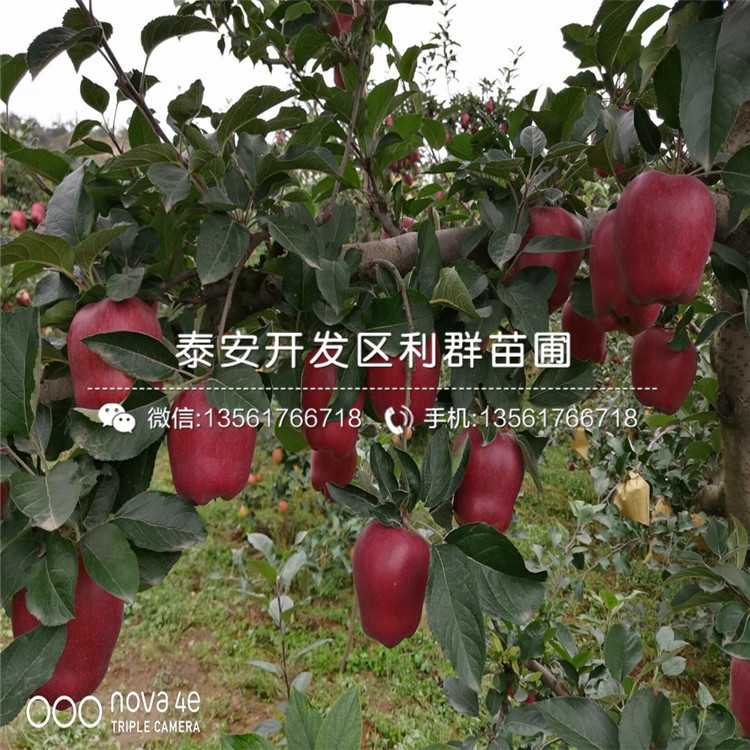 哪里有美國紅蛇果苗、美國紅蛇果苗價格多少
