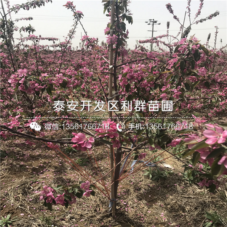 響富蘋果苗