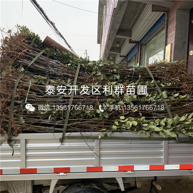 山東眾成3號蘋果苗、眾成3號蘋果苗多少錢一棵