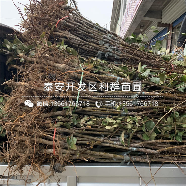 錦繡海棠苗、錦繡海棠苗價(jià)格及報(bào)價(jià)