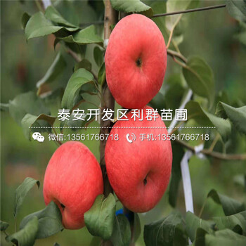 新紅星蘋果苗、新紅星蘋果苗新品種