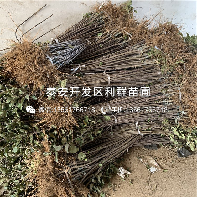 小國光蘋果樹苗出售、2019年小國光蘋果樹苗價(jià)格